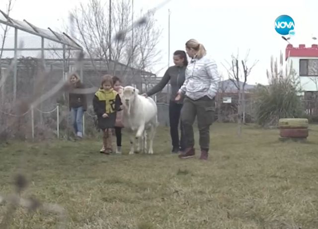 Семейство спаси козел от кланица, намери му нов дом