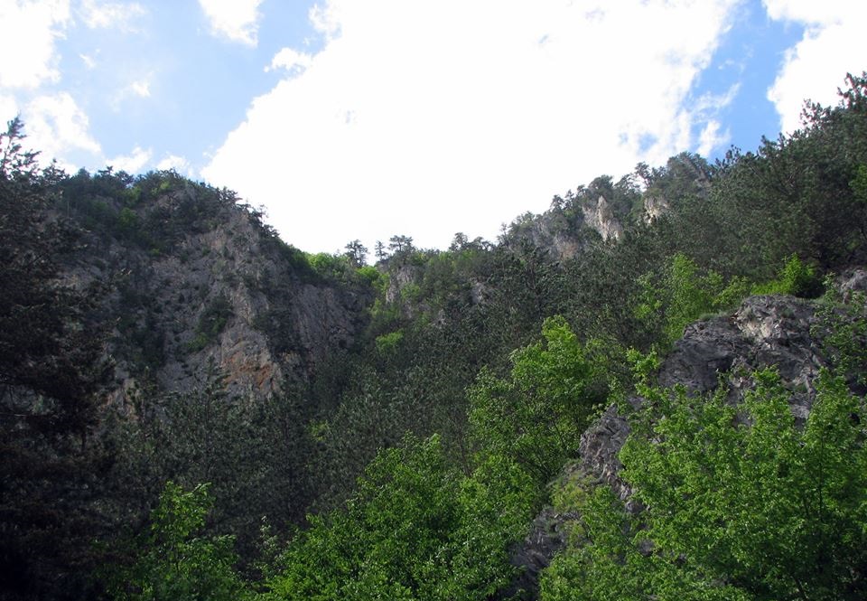 Чисти черноборови гори в Момчиловски дол