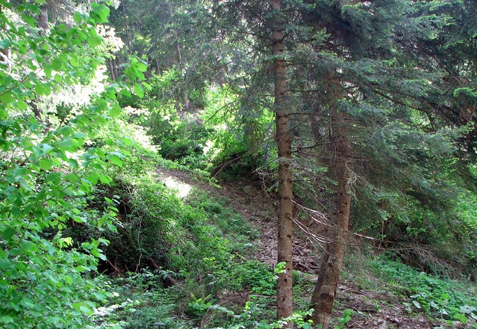 Чисти черноборови гори в Момчиловски дол