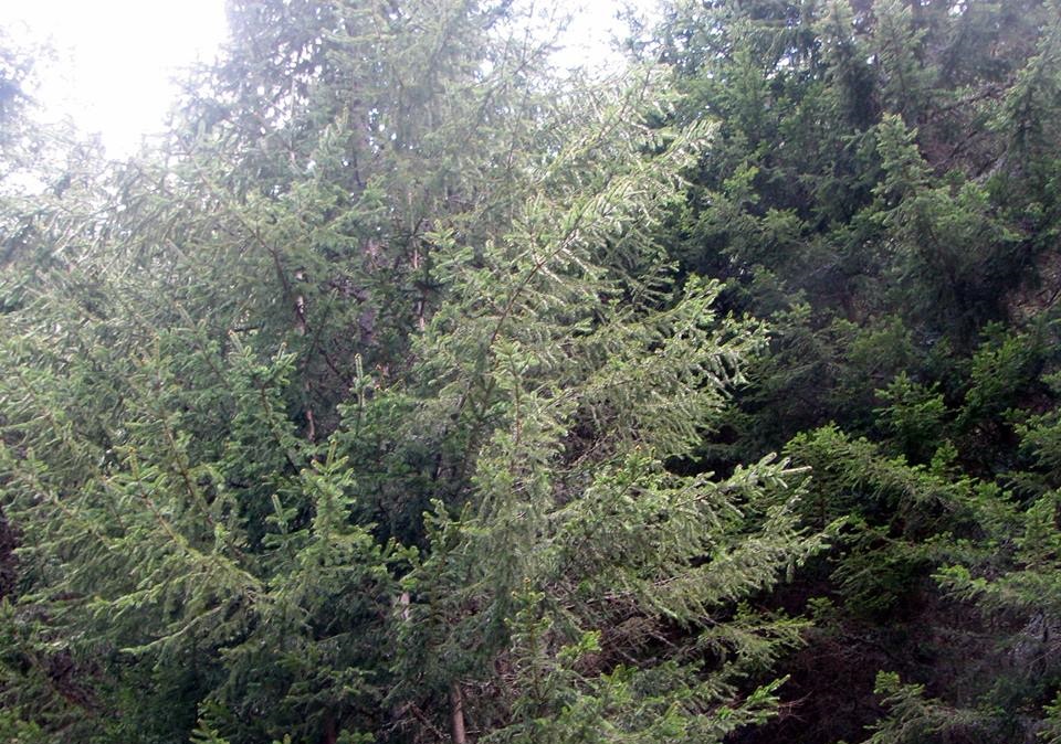 Чисти черноборови гори в Момчиловски дол