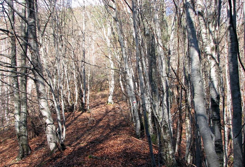 Чисти черноборови гори в Момчиловски дол