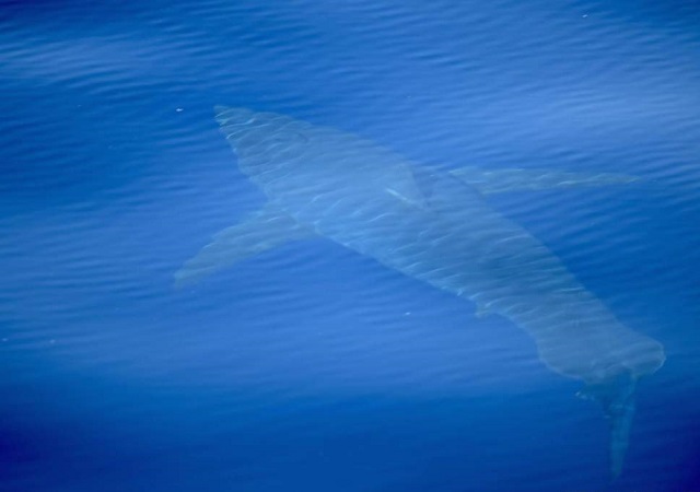 Внимание, бяла акула (СНИМКА)
