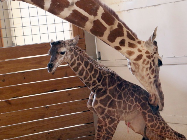 Раждането на жираф счупи рекорди