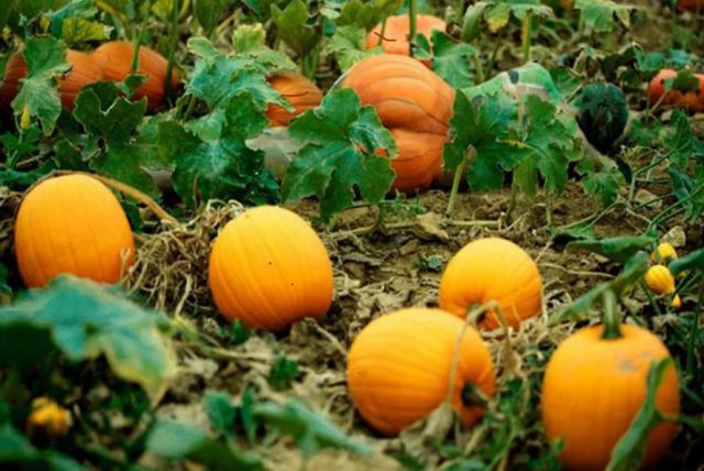  Ще откриете ли четирите голи девойки на тези фотоси 