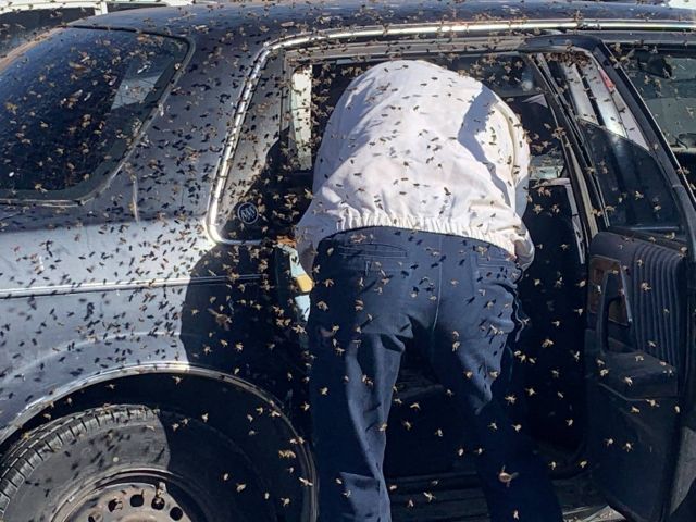  Десетки хиляди пчели превзеха кола за минути 