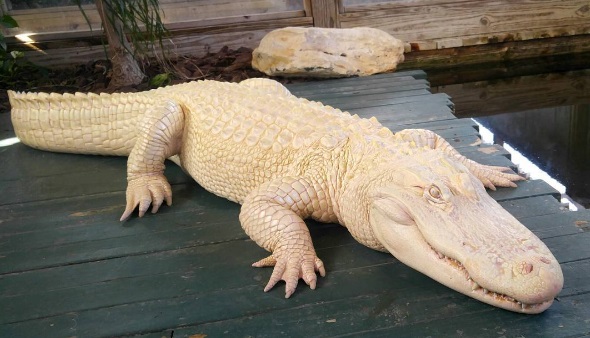 Запознайте се с Пърл, изумителният бял алигатор (СНИМКИ и ВИДЕО)