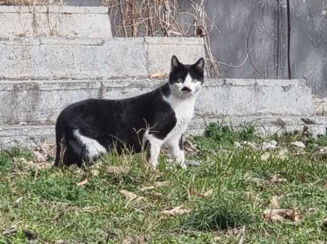 Котка, която прилича на Хитлер, живее във Варна
