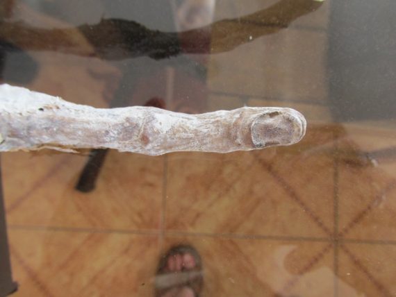 Странна извънземна ръка с три пръста се появи в Перу (снимки)