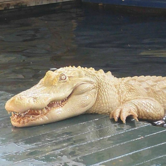 Алигатор албинос в резерват във Флорида