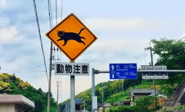 Защо в Япония се слагат пътни знаци с котки