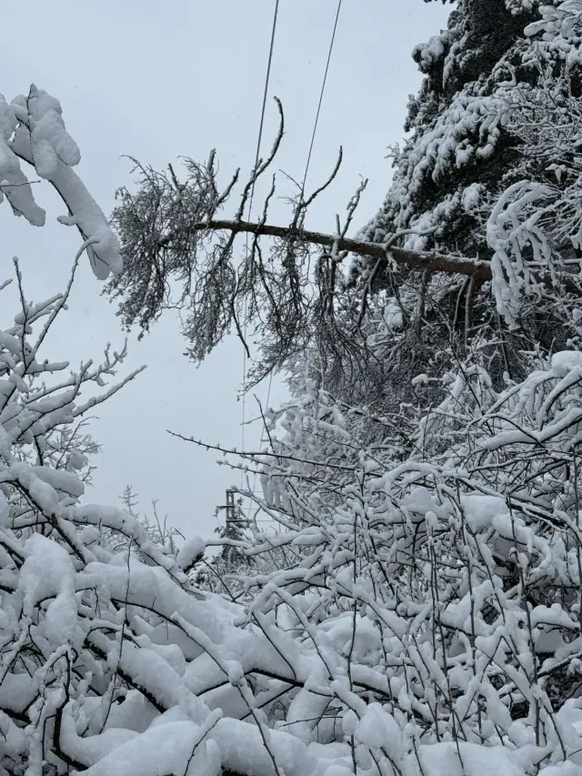 ЕРМ Запад възвърнаха електрозахранването на огромна част от засегнатите клиенти след усложнената зимна обстановка