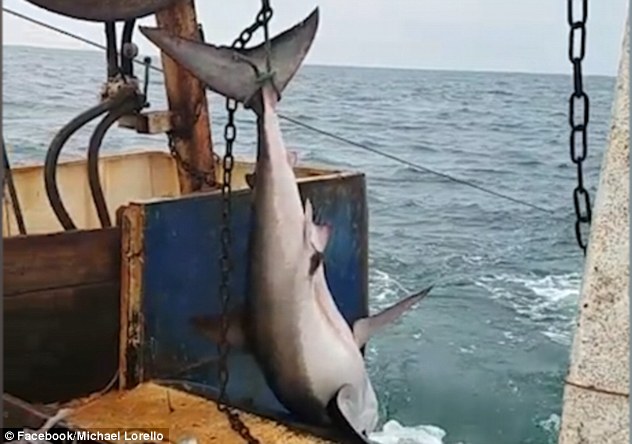 Огромна акула влезе в рибарска мрежа и...(СНИМКИ/ВИДЕО)