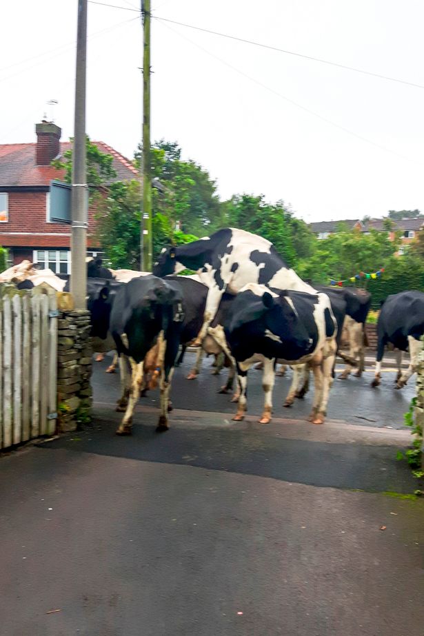 Стадо развилнели се крави тероризира град (СНИМКИ)