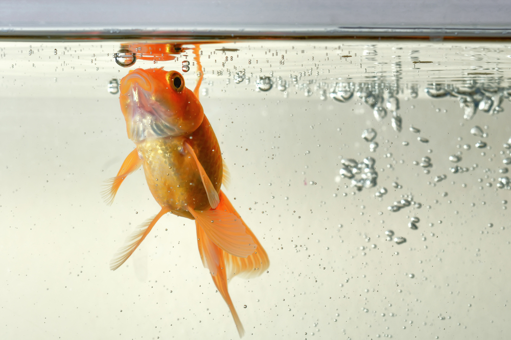Златните рибки правят алкохол за зимата