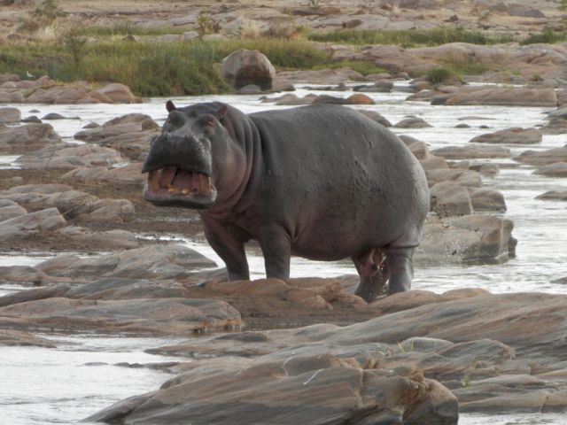  Животните, които населяват Земята по-дълго от хората 