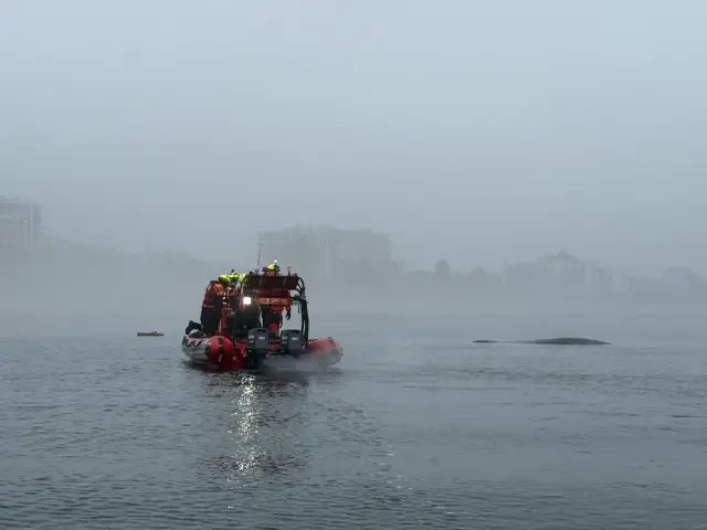 Гърбат кит се оплете в мрежите на полски рибари в Балтийско море