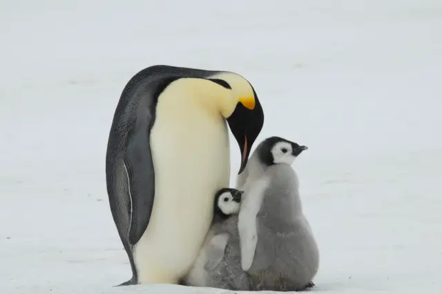 Официално признаха Императорския пингвин за застрашен вид