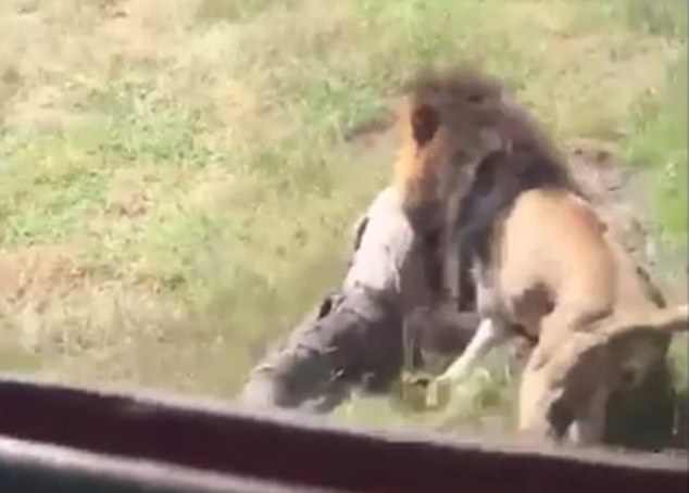 Лъв нападна и завлече в храстите собственик на природен парк (ВИДЕО + СНИМКИ)