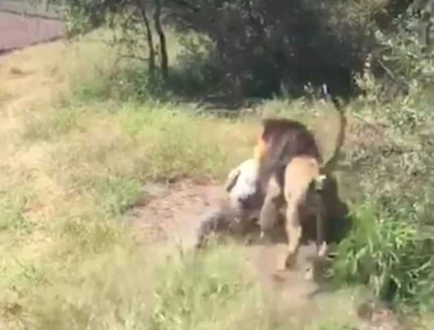 Лъв нападна и завлече в храстите собственик на природен парк (ВИДЕО + СНИМКИ)