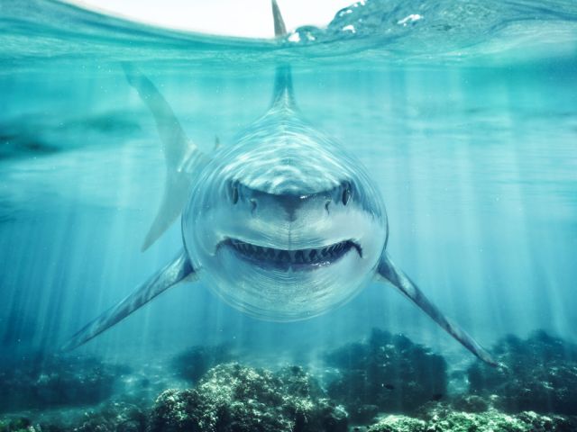 В Дубай прецениха вероятността от нападения на акули 