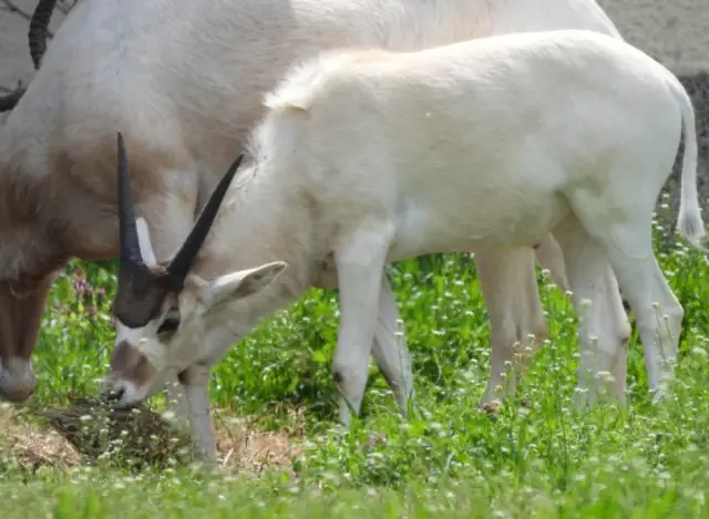 Бебе от критично застрашен вид се роди в Софийския зоопарк (СНИМКИ)