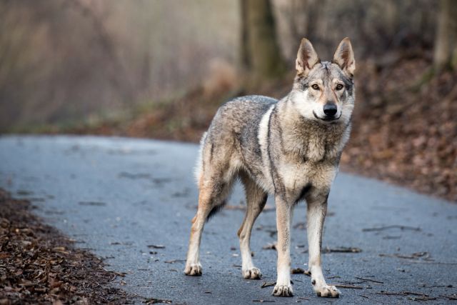 Умното, безстрашно и предано куче, което прилича на вълк (ВИДЕО)