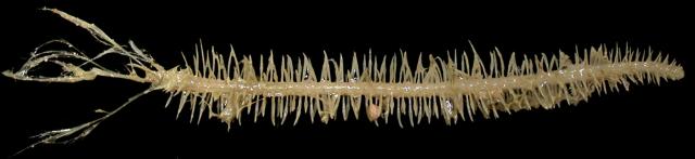 Откриха месоядни гъби дълбоко в океана (СНИМКИ)
