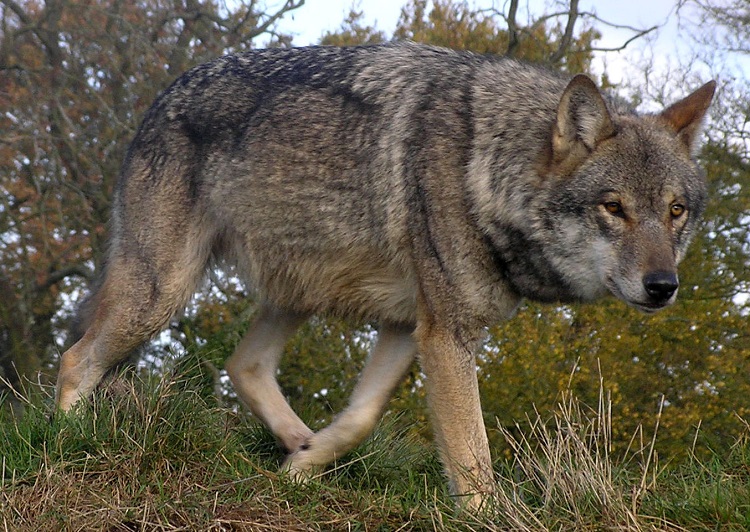 Вълци от Чернобил може да разпространят радиоактивни гени в Европа