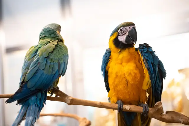 София ще бъде хазаин на най-голямото ревю на животни в България – SOFIA ZOO EXPO 2026