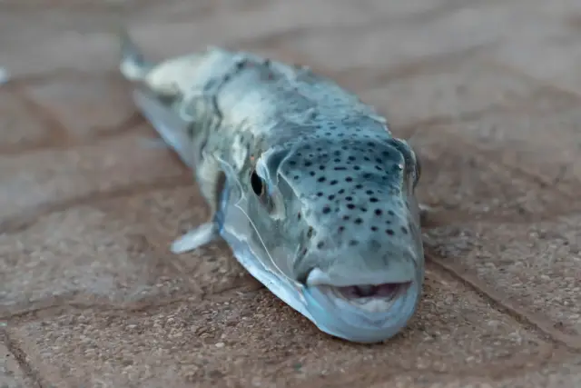 Хванаха смъртоносна риба в Черно море (СНИМКА)