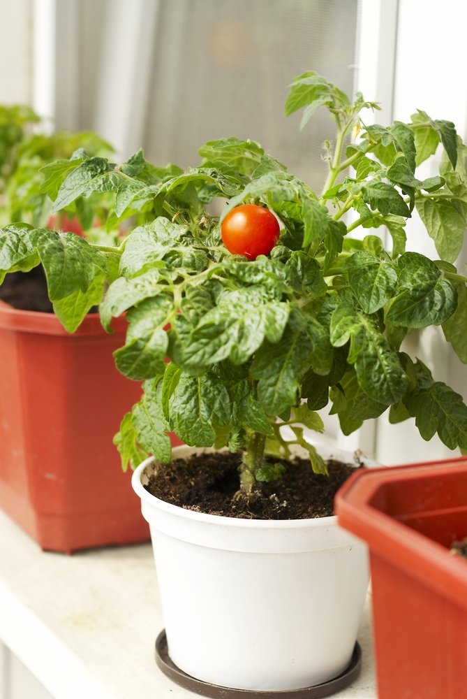 Отгледайте домати в апартамента