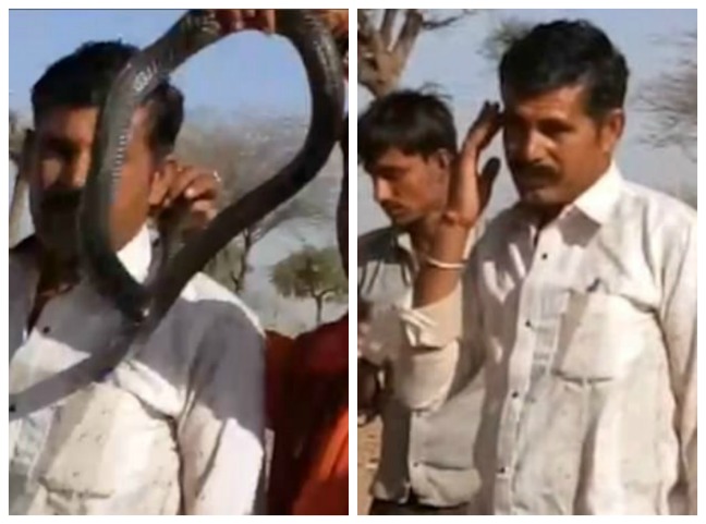 Снимка с кобра уби турист (ВИДЕО)
