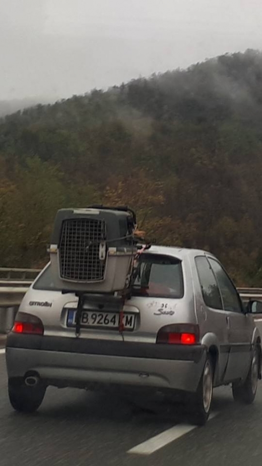 Така ли се транспортира куче? (СНИМКИ)
