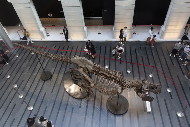 Спряха продажбата на скелет на тиранозавър в Хонконг (СНИМКИ) - 3