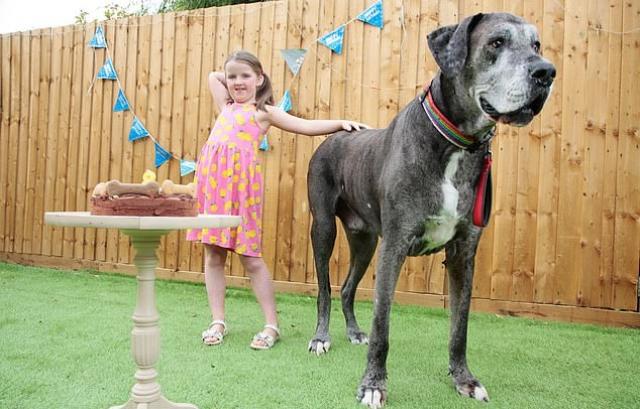 Най-високото куче в света с нов рекорд (СНИМКИ)