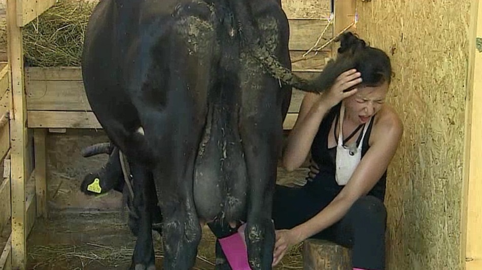 Крава затисна участничка във "Фермата" (СНИМКИ)