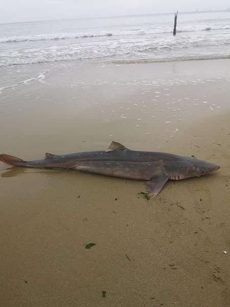  Черно море изхвърли мъртва акула край Варна (СНИМКИ) 