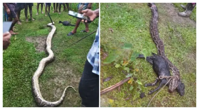 Селяни убиха питон, откакто той изяде пет кози в Мулвибазар (СНИМКА) 