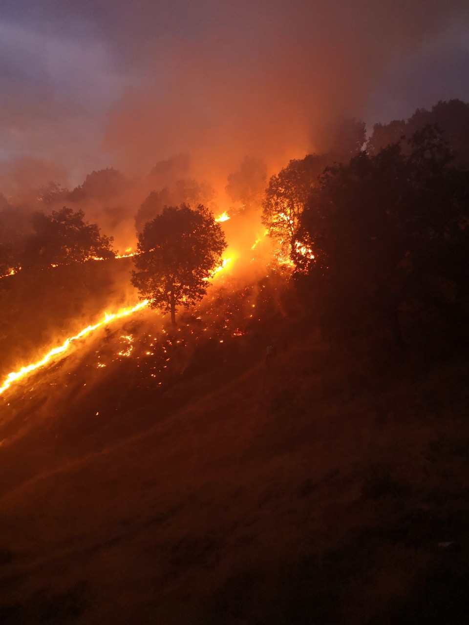 Пожар заличи над 650 декара гори в Петричко (СНИМКИ)