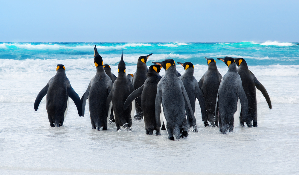 Ето защо пингвините не замръзват (ВИДЕО)
