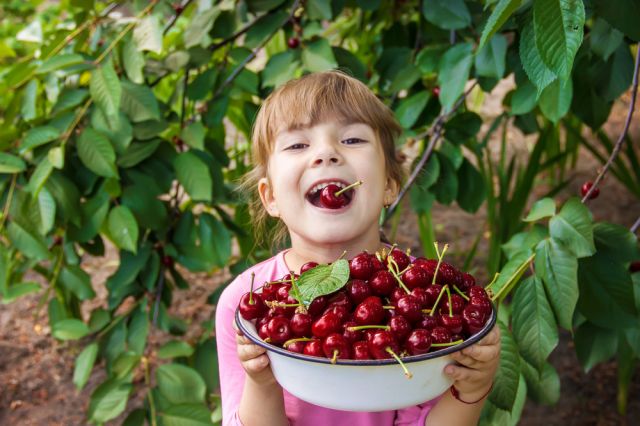  Кой не би трябвало да яде череши? 