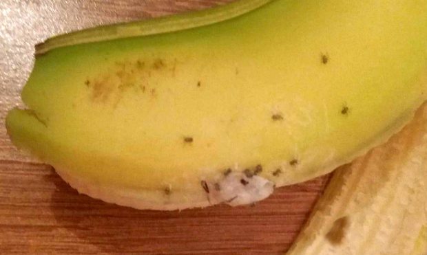 Смъртоносни паяци, скрити в банан, окупираха дома на британка