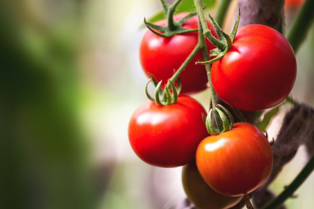 5 любопитни факта за доматите (ВИДЕО)