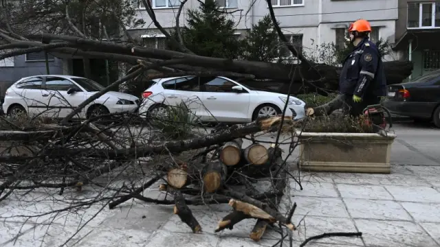 Дърво смачка кола в София (СНИМКИ)