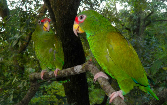 Откриха нов креслив вид папагали (ВИДЕО)