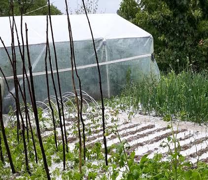 Градушка унищожи зеленчукови градини в Чернигово