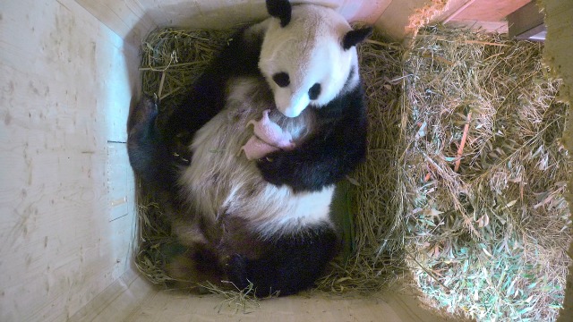 Панда роди близнаци в австрийски зоопарк