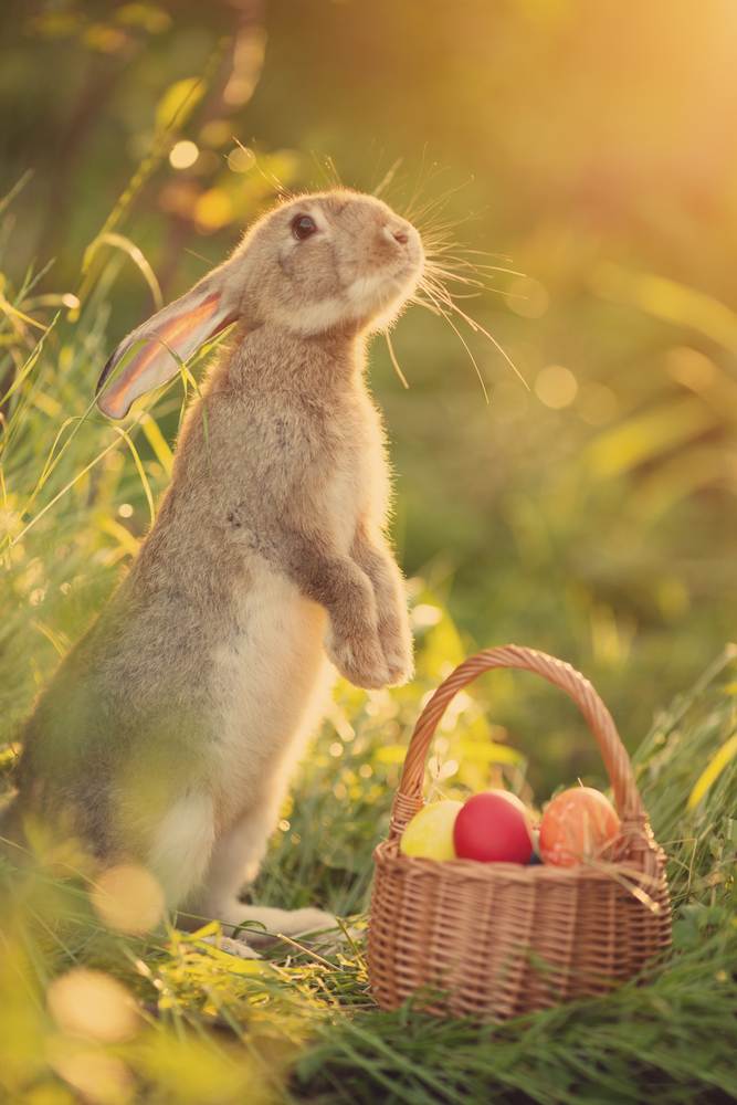 Странната история на Великденския заек