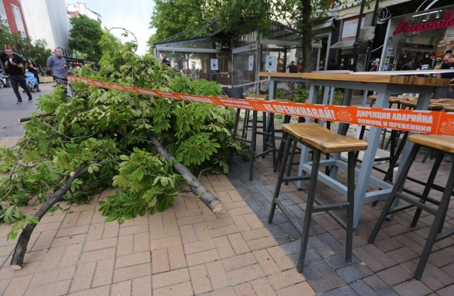  Огромно дърво падна на централен бул. (СНИМКИ) 