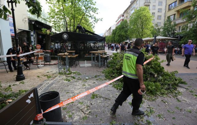  Огромно дърво падна на централен бул. (СНИМКИ) 